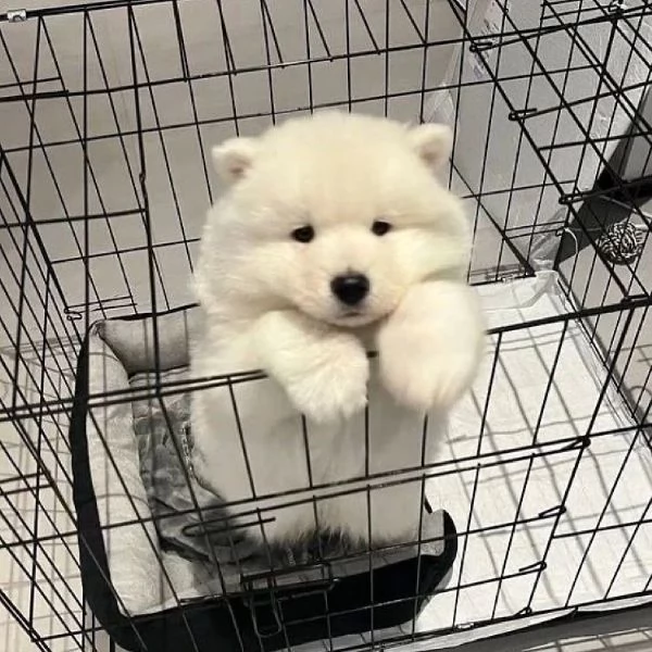 Bellissimi cuccioli Samoiedo Cuccioli di razza | Foto 2