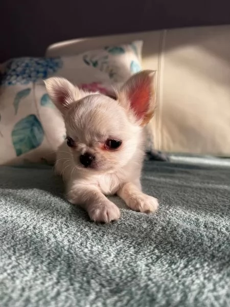 Chihuahua di razza pura maschi e femmine bianchi come la neve | Foto 0