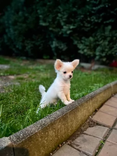 Chihuahua di razza pura maschi e femmine bianchi come la neve