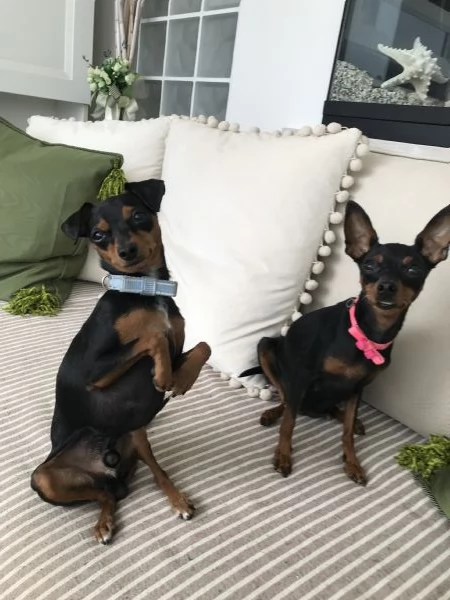 Cuccioli Pinscher Nano Toy Mini | Foto 5