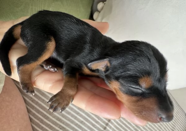Cuccioli Pinscher Nano Toy Mini | Foto 4