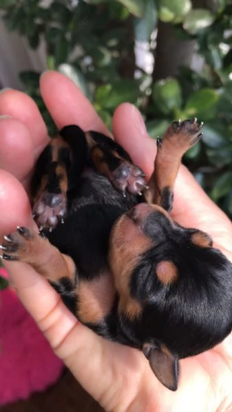 Cuccioli Pinscher Nano Toy Mini | Foto 3