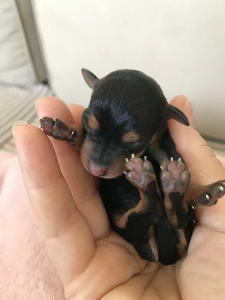 Cuccioli Pinscher Nano Toy Mini | Foto 2