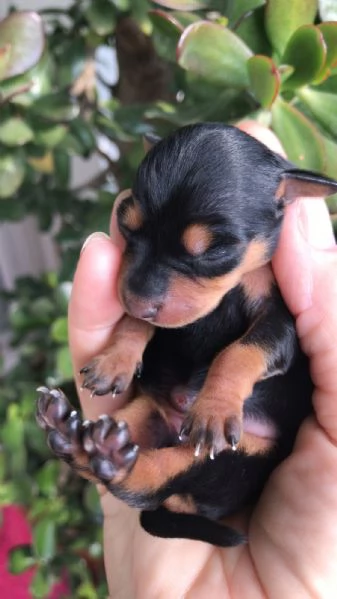 Cuccioli Pinscher Nano Toy Mini