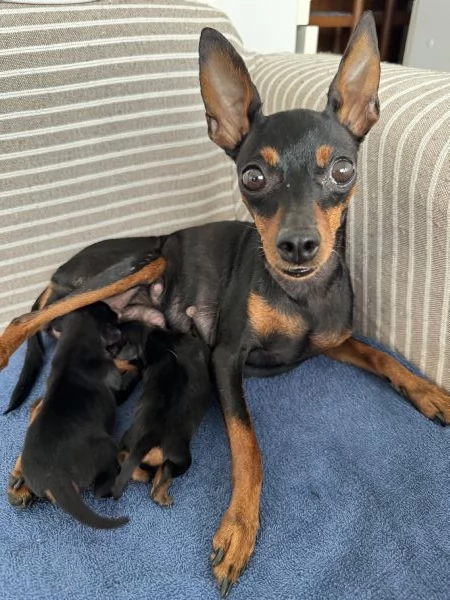 Cuccioli Pinscher Nano Toy Mini | Foto 1
