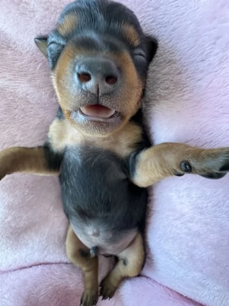 Cuccioli Pinscher Nano Toy Mini | Foto 0