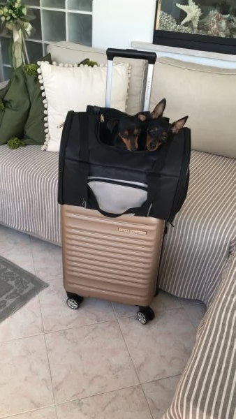 Cucciolo Pinscher Nani Toy Mini | Foto 6