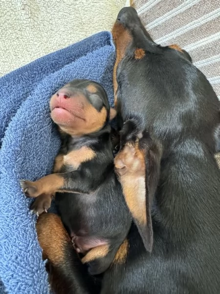 Cucciolo Pinscher Nani Toy Mini | Foto 4