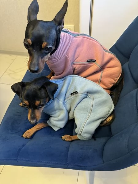 Cucciolo Pinscher Nani Toy Mini | Foto 3