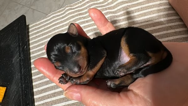 Cucciolo Pinscher Nani Toy Mini
