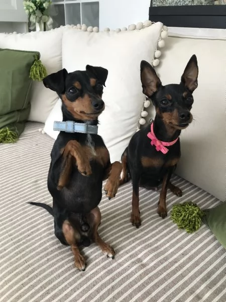 Cucciolo Pinscher Nani Toy Mini | Foto 2