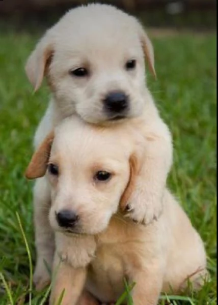 regalo bello labrador cuccioli maschi e femmine bello labrador  maschio e femmina sverminato con 