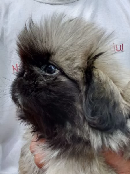 pechinese bellissimo cuccioli | Foto 6