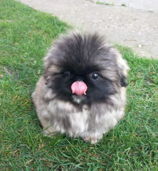pechinese bellissimo cuccioli | Foto 5