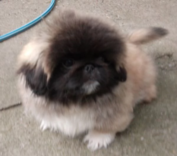 pechinese bellissimo cuccioli | Foto 4