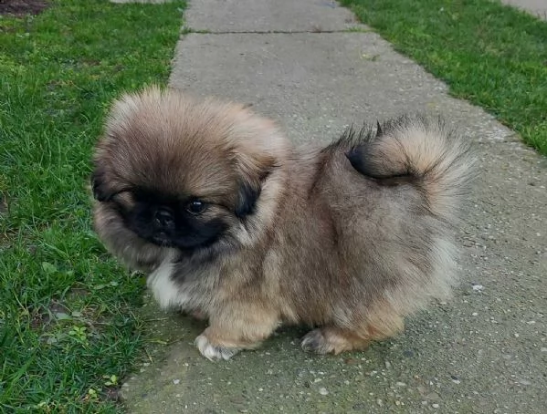 pechinese bellissimo cuccioli | Foto 3