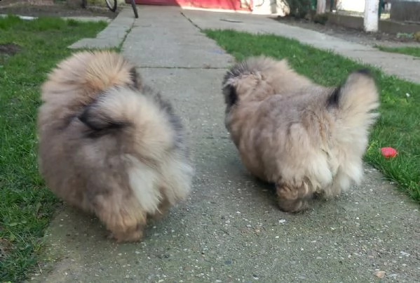pechinese bellissimo cuccioli | Foto 2