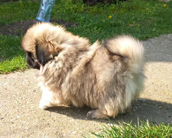 pechinese bellissimo cuccioli