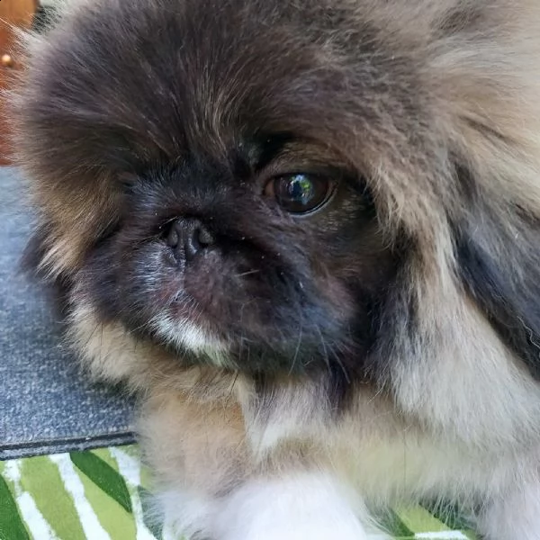 pechinese bellissimo cuccioli | Foto 1