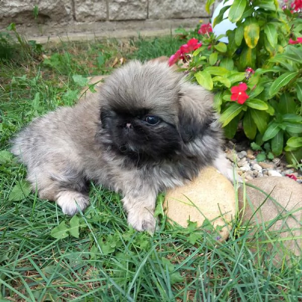 pechinese bellissimo cuccioli | Foto 0