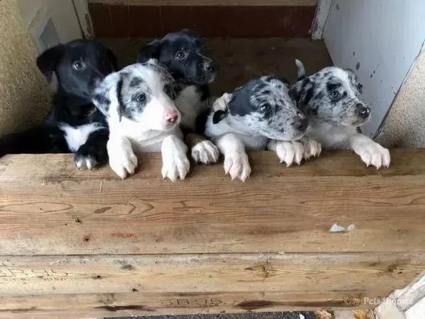 Regalo cucciolo Border Collie da Privato a border collie 01/03/2023