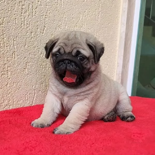 vendo splendidi cuccioli di carlino | Foto 0