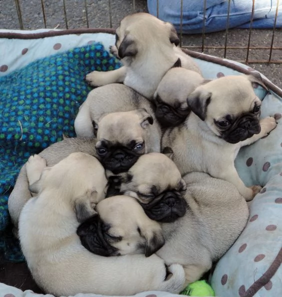 vendo splendidi cuccioli di carlino