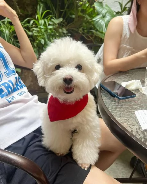 adorabili cuccioli di maltese da tegrave per una famiglia amorevole abbiamo adorabili cuccioli maltesi ma | Foto 0