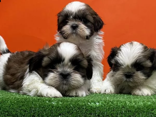 regalo shih tzu  cuccioli whatsapp  0039 353 317 4023  | Foto 1