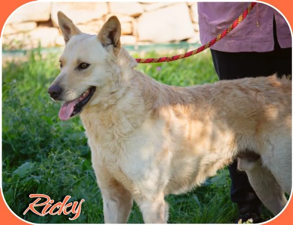 Una nuova vita per Ricky  | Foto 4