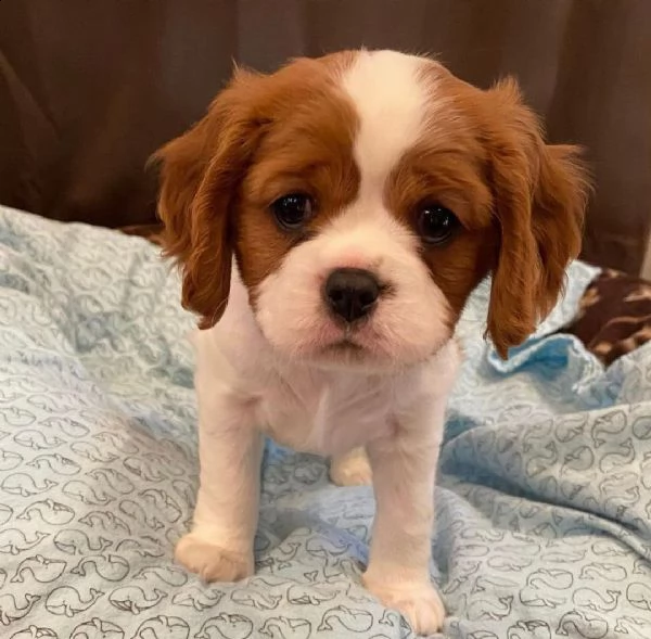 cuccioli cavalier king con pedigree  | Foto 0