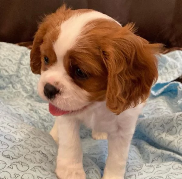 cuccioli cavalier king con pedigree 