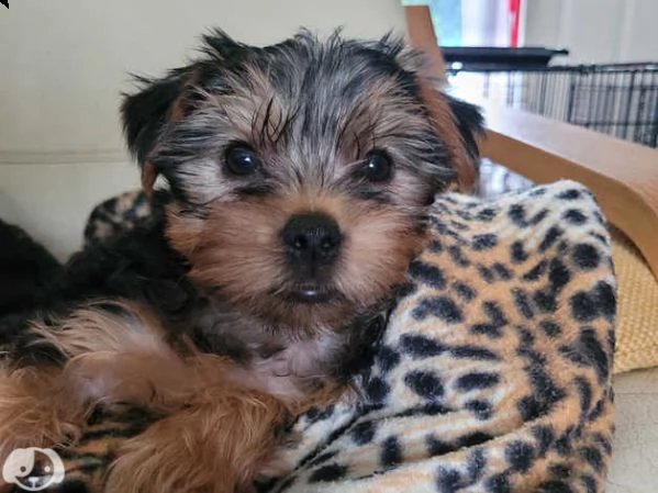 cuccioli yorkshire terrier | Foto 2