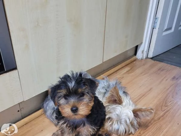 cuccioli yorkshire terrier | Foto 1