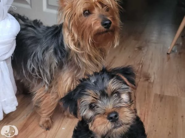 cuccioli yorkshire terrier | Foto 0