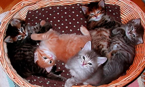 Gattini Siberiani Ipoallergenici | Foto 2