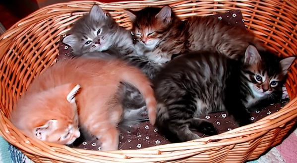 Gattini Siberiani Ipoallergenici | Foto 1