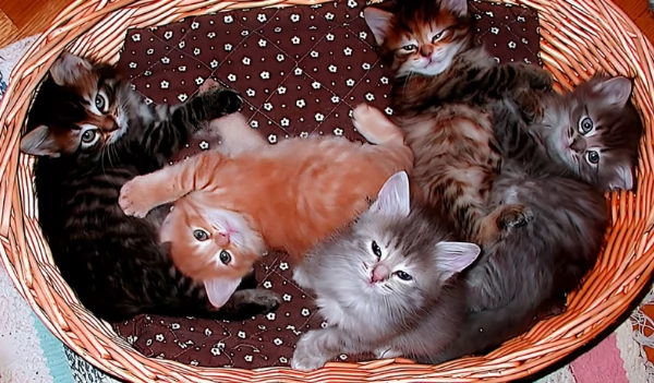 Gattini Siberiani Ipoallergenici