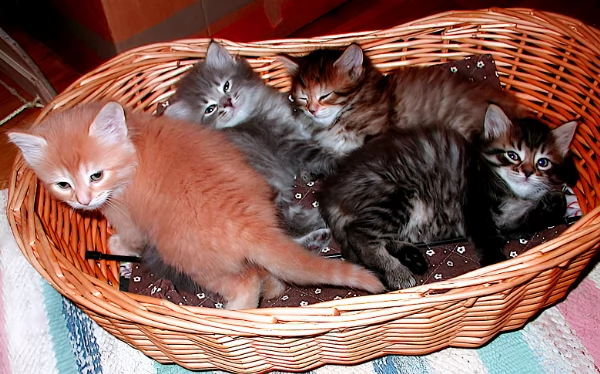 Gattini Siberiani Ipoallergenici | Foto 0
