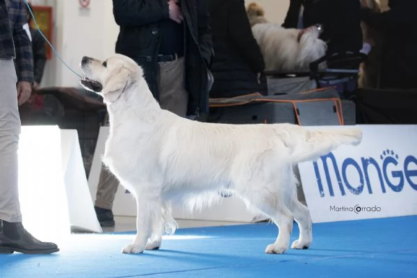 Golden retriever cuccioil | Foto 3