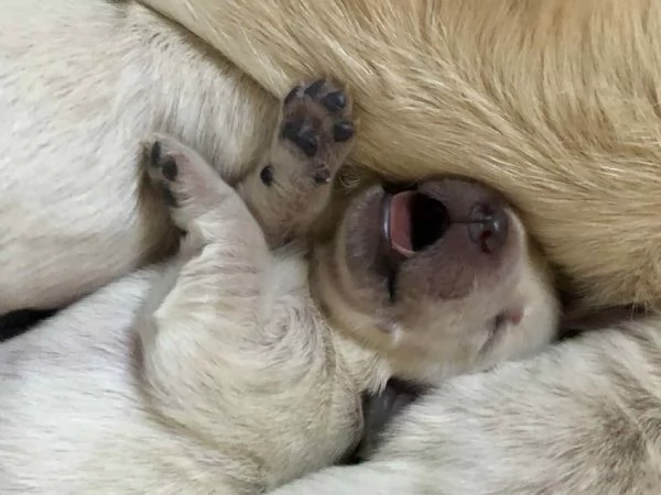 Golden retriever cuccioil