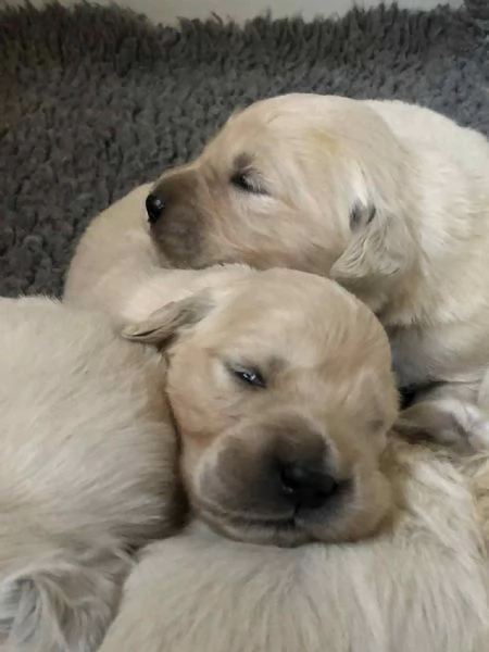 Golden retriever cuccioil | Foto 2