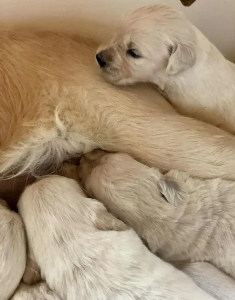 Golden retriever cuccioil | Foto 1