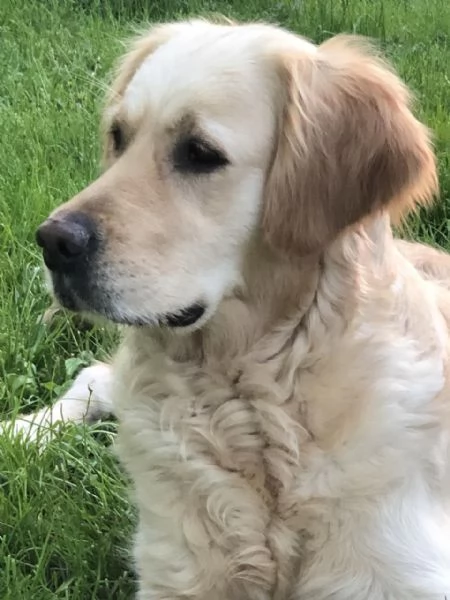 Golden retriever cuccioil | Foto 0