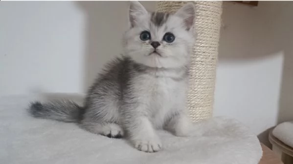british shorthair cuccioli occhi verdi con pedigree  | Foto 1