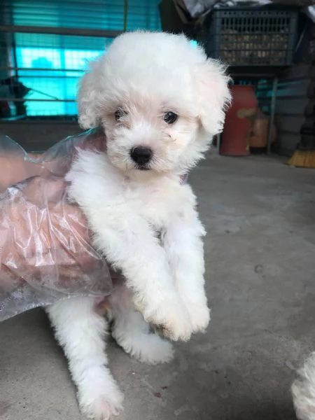 cuccioli barboncino nano albicocca | Foto 0