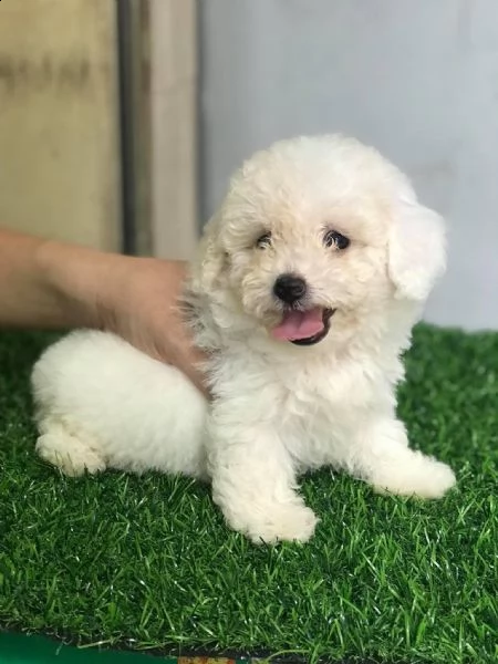 cuccioli barboncino nano albicocca