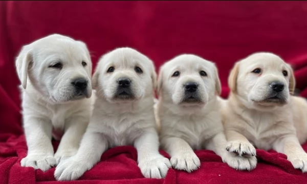 labrador retriever cuccioli per ladozione bellissima cucciolata cerca nuova famiglia 4 maschi e 3 