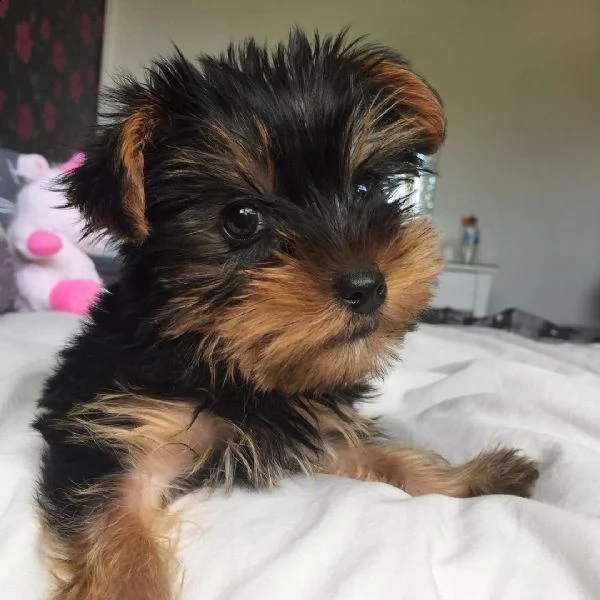 cuccioli di yorkshire terrier