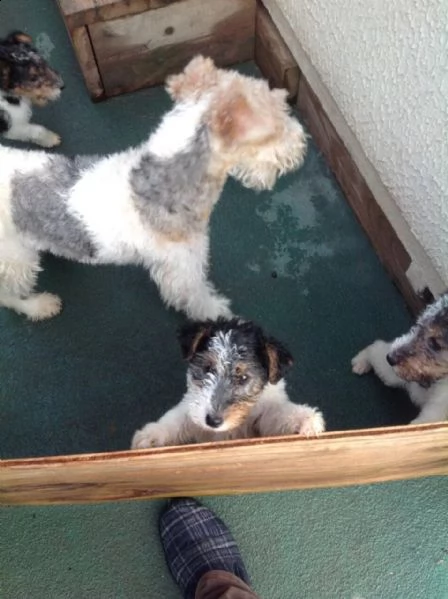 disponibili cuccioli di fox terrier | Foto 6